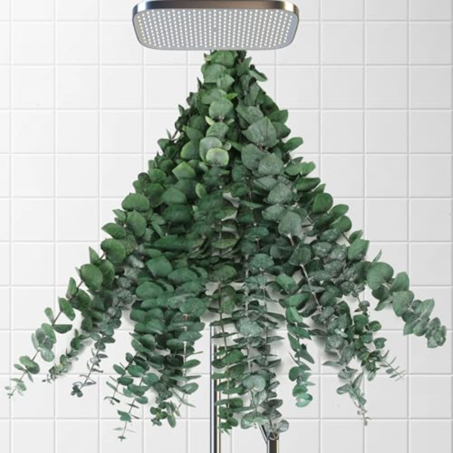 Dried Eucalyptus Stems for Sho - Home Fragrance Eucalyptus review and price